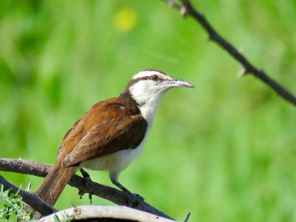 Bicolored Wren